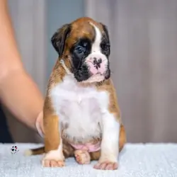Dario Franchitti – Boxer puppy