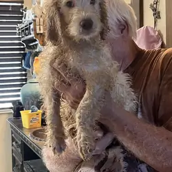 Labradoodles