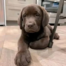 Labrador Puppies