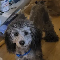 Silver Toy Poodle Female – 7 Months Old