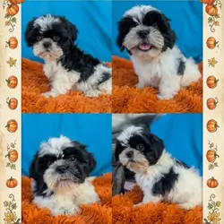 Shih Tzu puppies