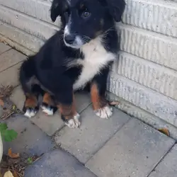 Australian shepherd female