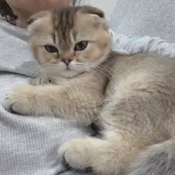 Scottish Fold