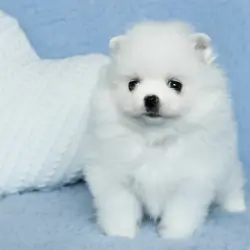 Meet Tonia - Adorable Pomeranian Puppy