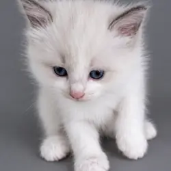 Cute Ragdoll Kittens
