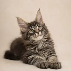 Adorable Maine Coon kittens.