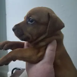 Beautiful puppies looking for forever homes