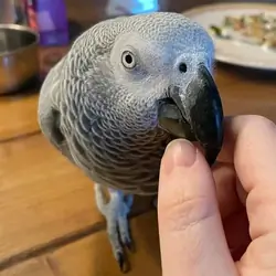 Exotic Congo African Grey Parrot