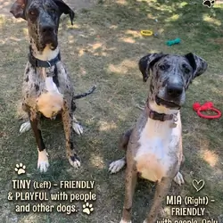 Danes need a new home