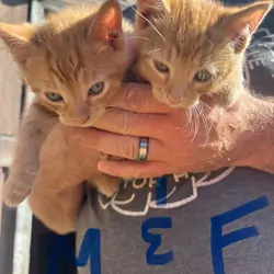 Orange Kittens