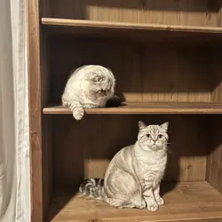 Pair of Scottish fold/straight