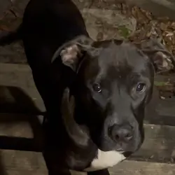 Free young dog