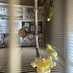 Parakeet pair