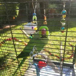 Parrot