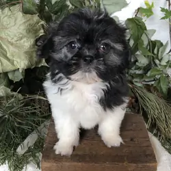 Shihpoo puppies for sale in Michigan