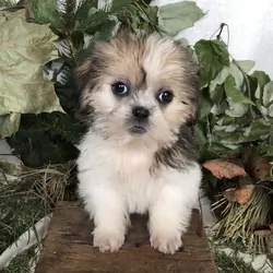 ShiPoo puppies for sale in Michigan