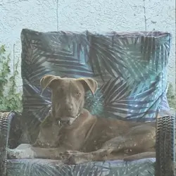 Red Nose Pit (rehome)