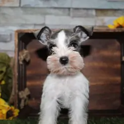 Miniature Schnauzer Puppies