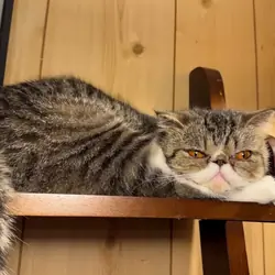 Persian Cat