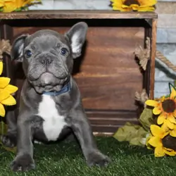 AKC French Bulldog Puppies