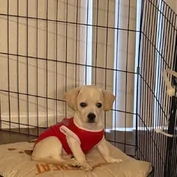 Thedog