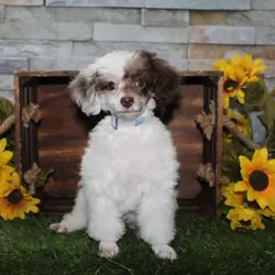 Mini Poodle Puppies
