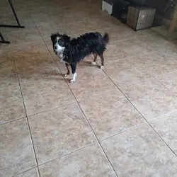 Toy aussie