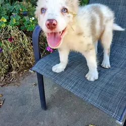 Purebred Border Collie Puppies