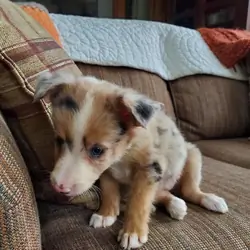 Healthy Border Collie Puppies