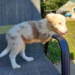 Registered Health Tested Border Collies