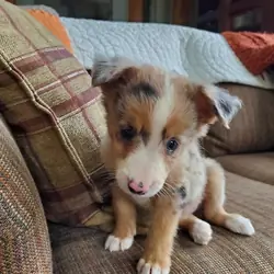 Farm Raised Border Collie Pups