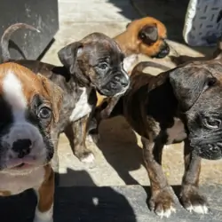 Puppies