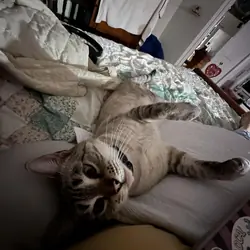 Four year old female cat