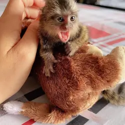 Pygmy marmoset monkeys
