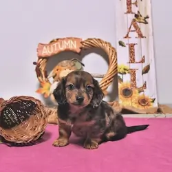 Dachshund puppy for adoption