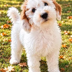 Mini Golden Doodle puppy male