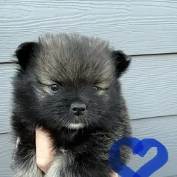 Pomeranian puppy