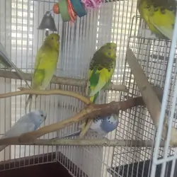 Parakeets