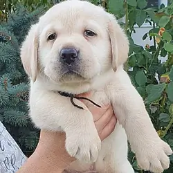 little Labrador