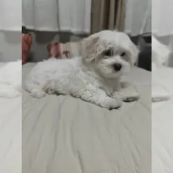 Asia is ready for a new home.