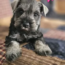 A'Lord Miniature Schnauzer