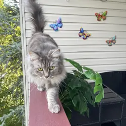 Free European and Scottish Fold Cat