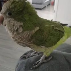 Green Quaker Parrot Unsexed