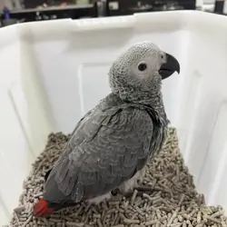 Young African Grey
