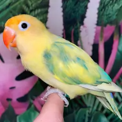 Fischer Lovebird