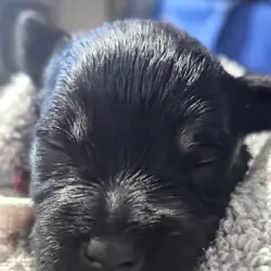 A'Lord Mini schnauzer