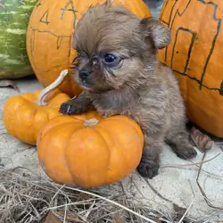 Chihuahua