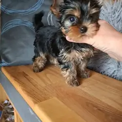 Teacup Yorkie Puppies Available