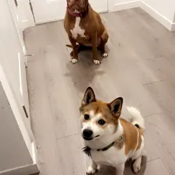 Shiba Inu & American Pit