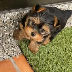 Lovely Teacup Yorkie puppies available